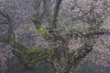金谷城山桜