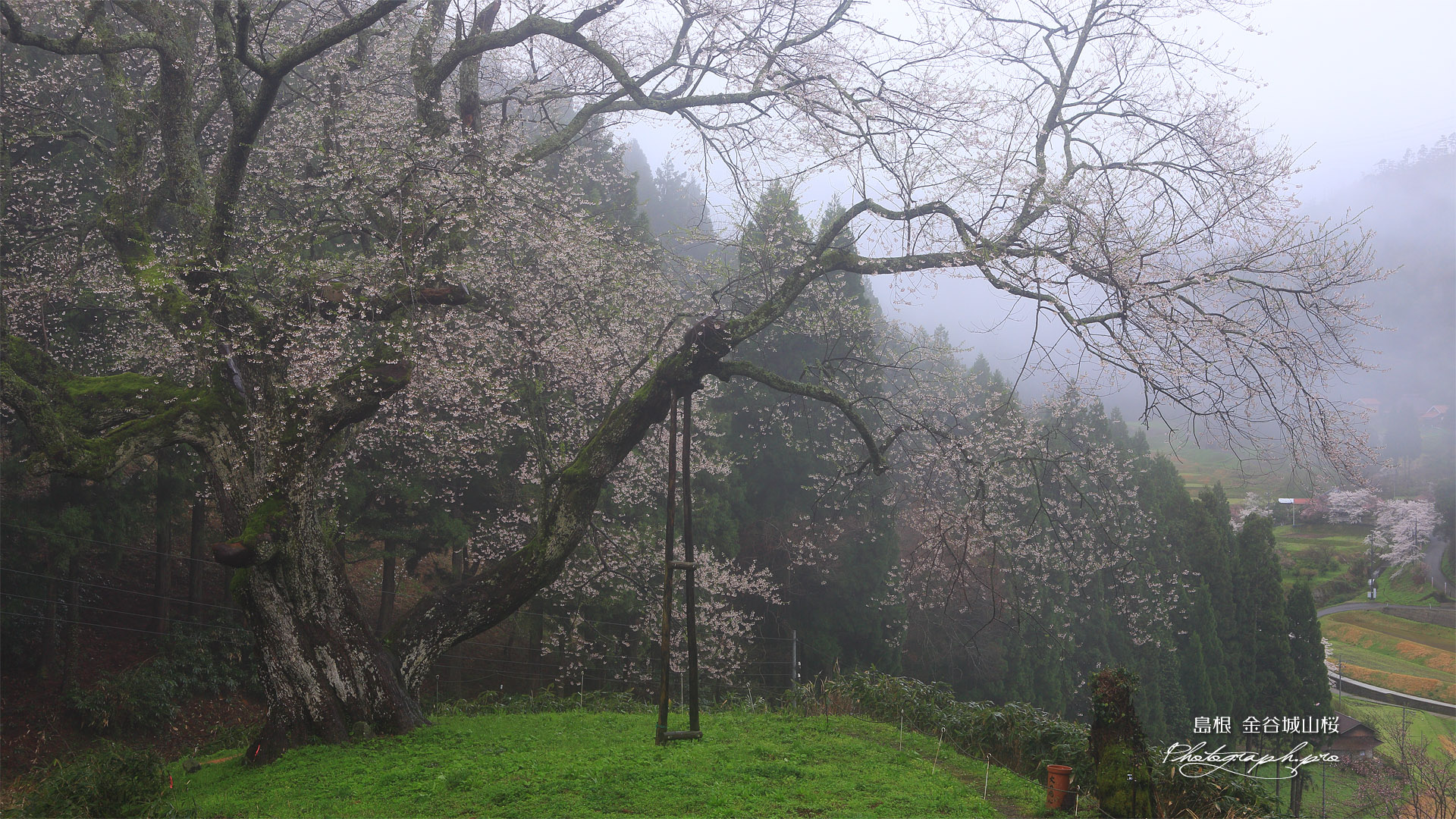 金谷城山桜