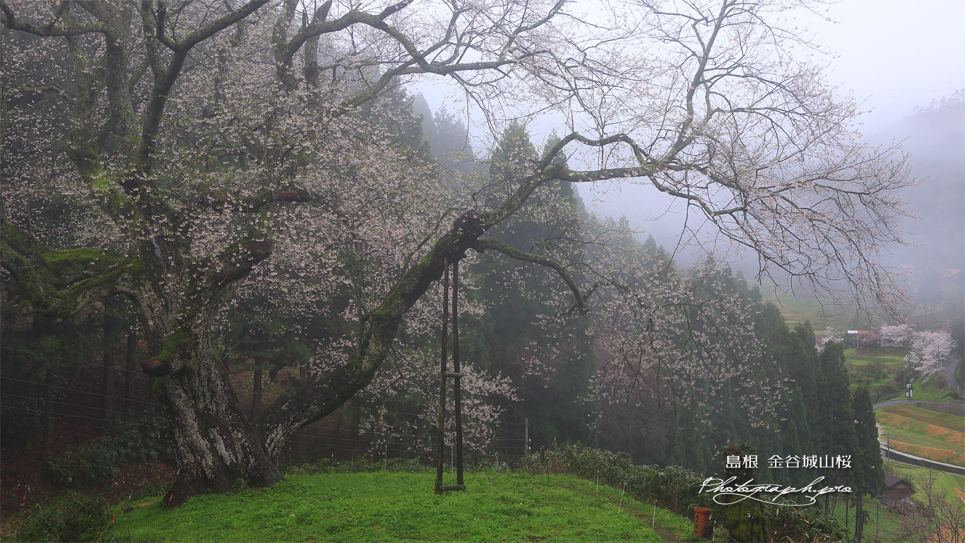 金谷城山桜 壁紙