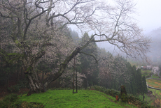 金谷城山桜