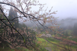 金谷城山桜