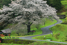 井川の一本桜