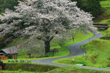 井川の一本桜