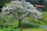 井川の一本桜