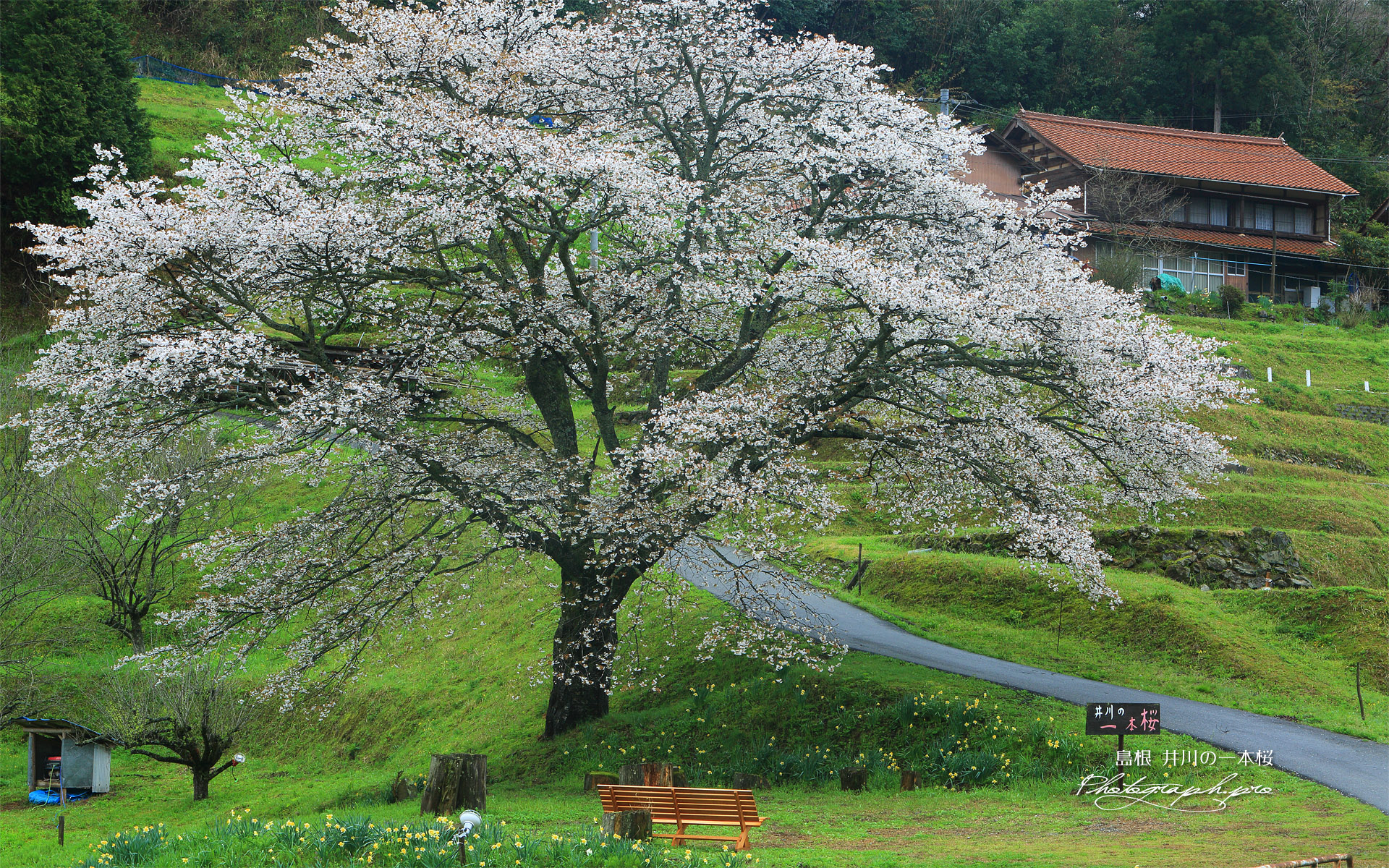 井川の一本桜