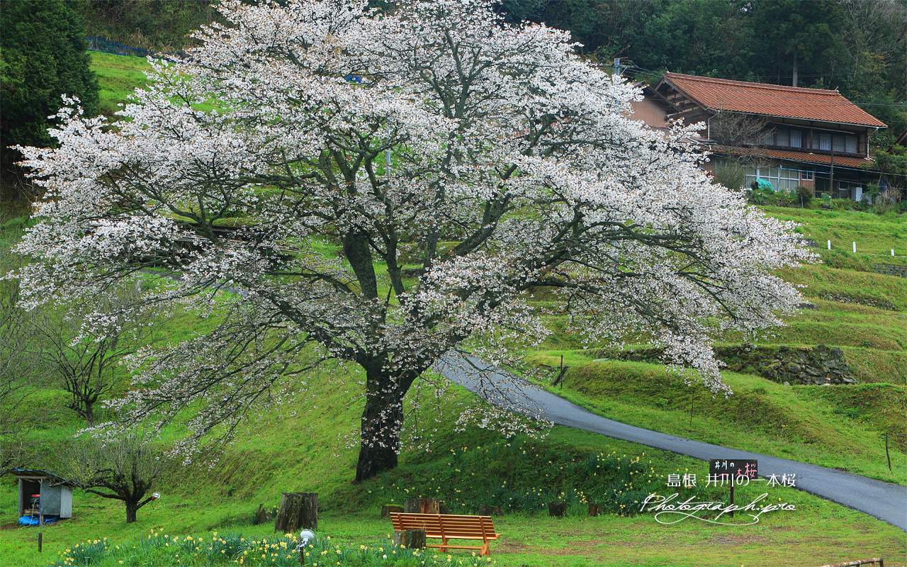 井川の一本桜 壁紙