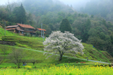 井川の一本桜
