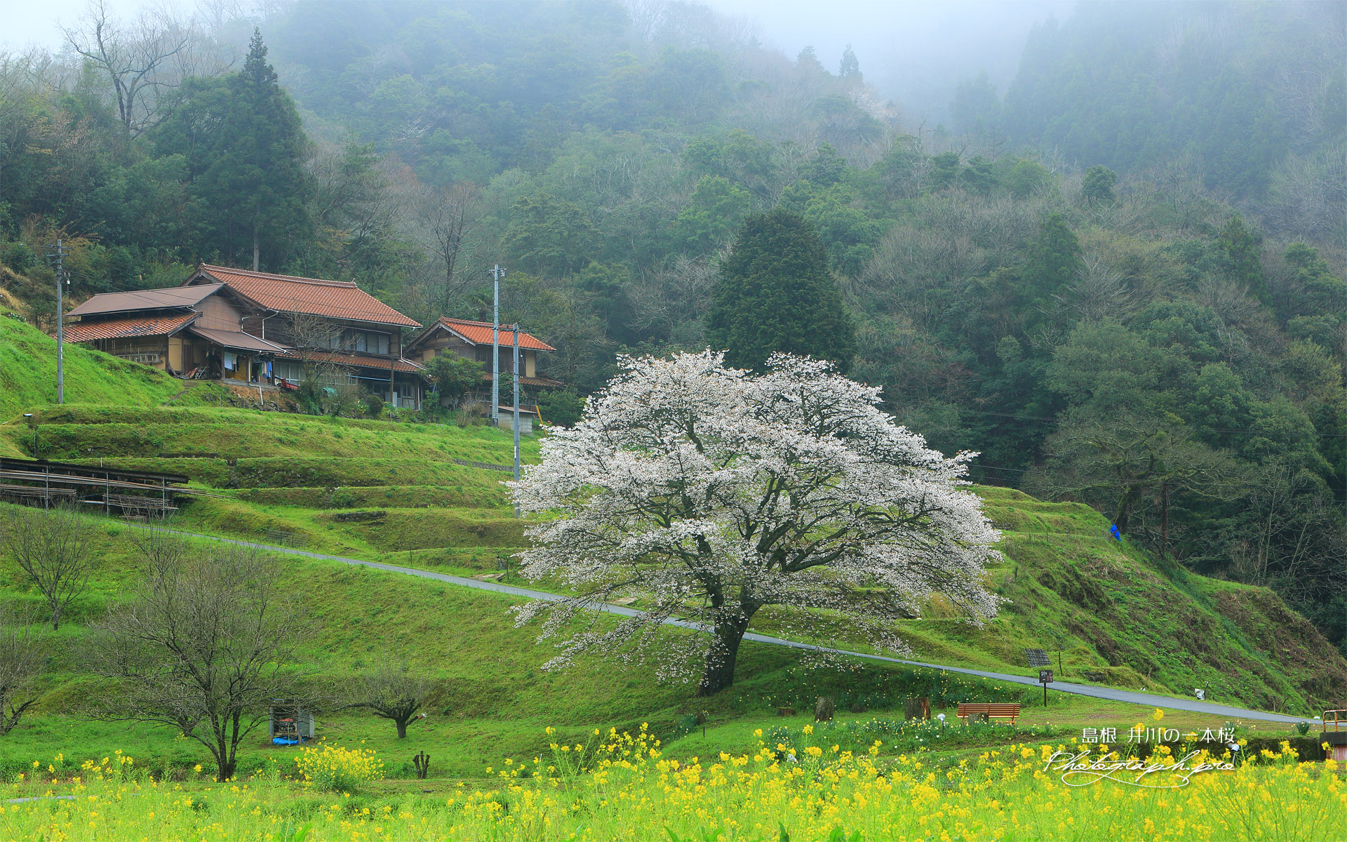 井川の一本桜