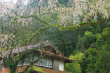 山本の白枝垂桜
