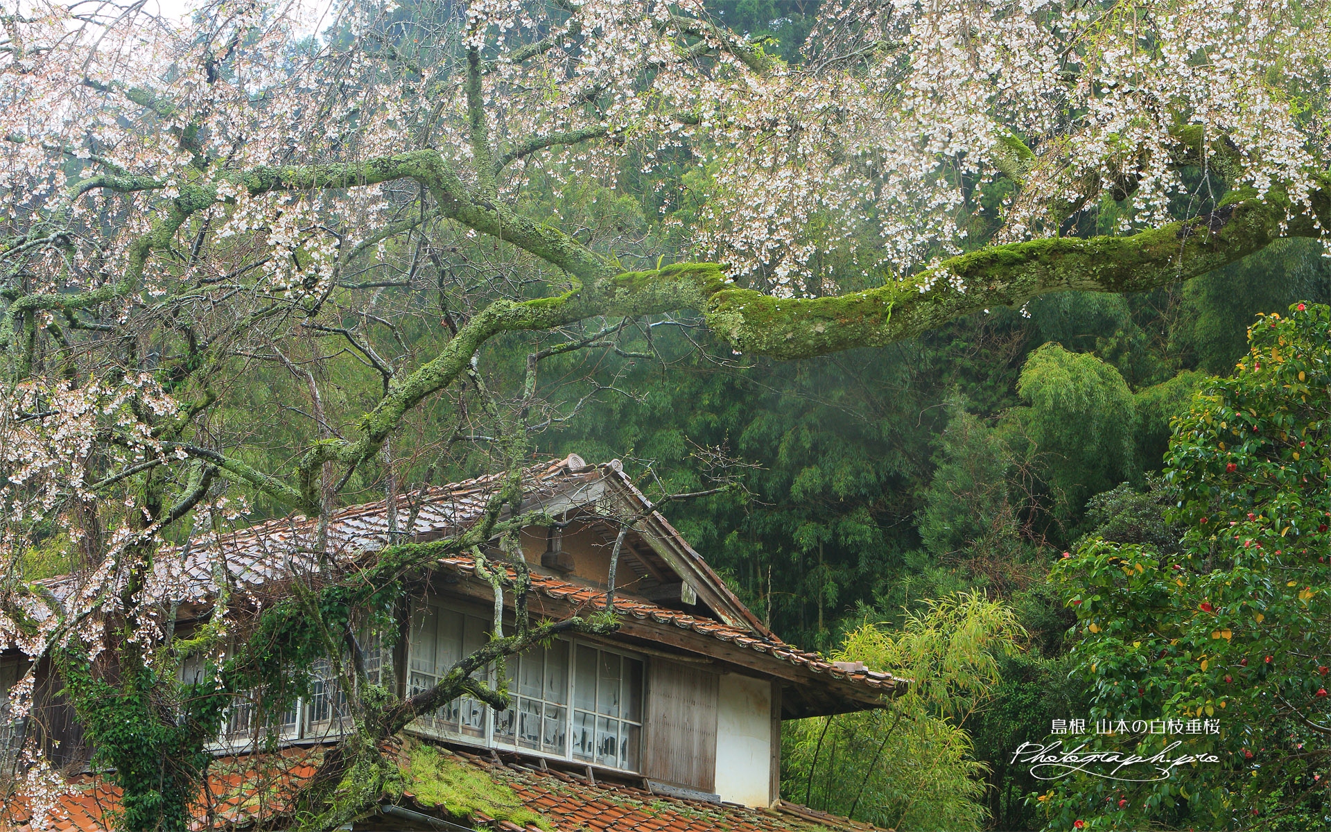 山本の白枝垂桜