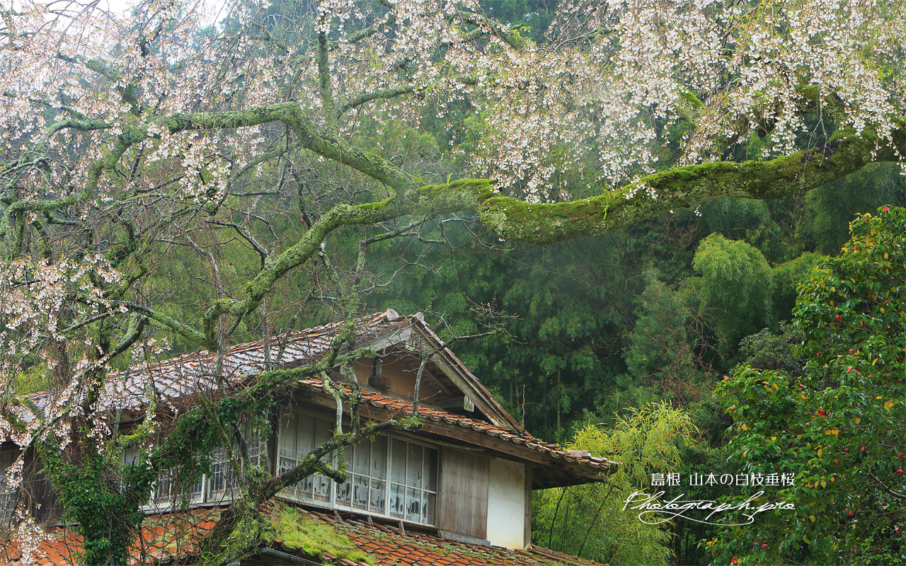 山本の白枝垂桜 壁紙