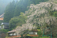 山本の白枝垂桜