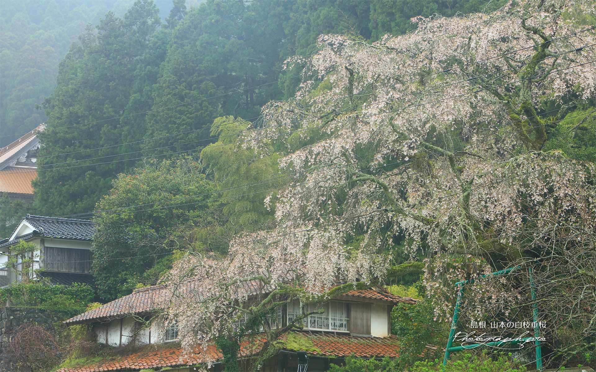 山本の白枝垂桜
