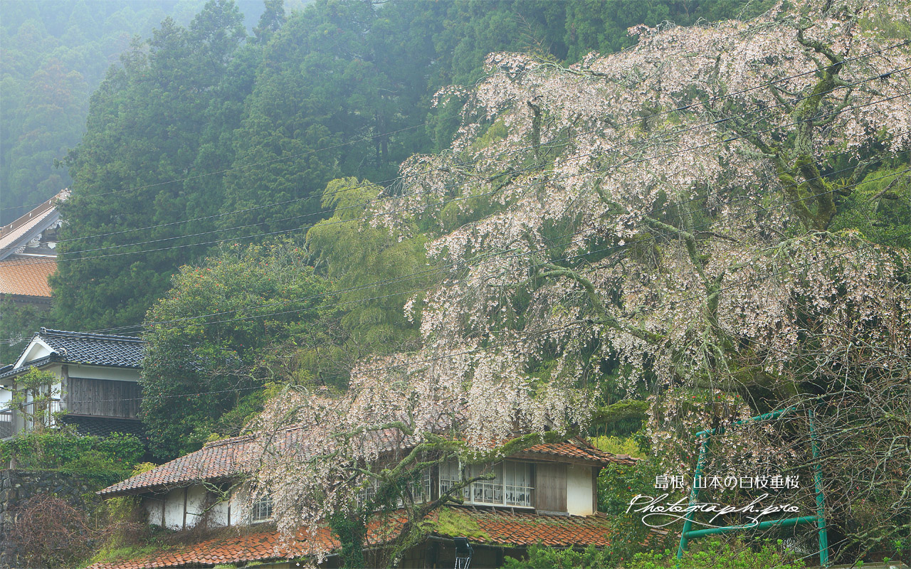 山本の白枝垂桜 壁紙
