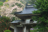 甘南備寺のしだれ桜