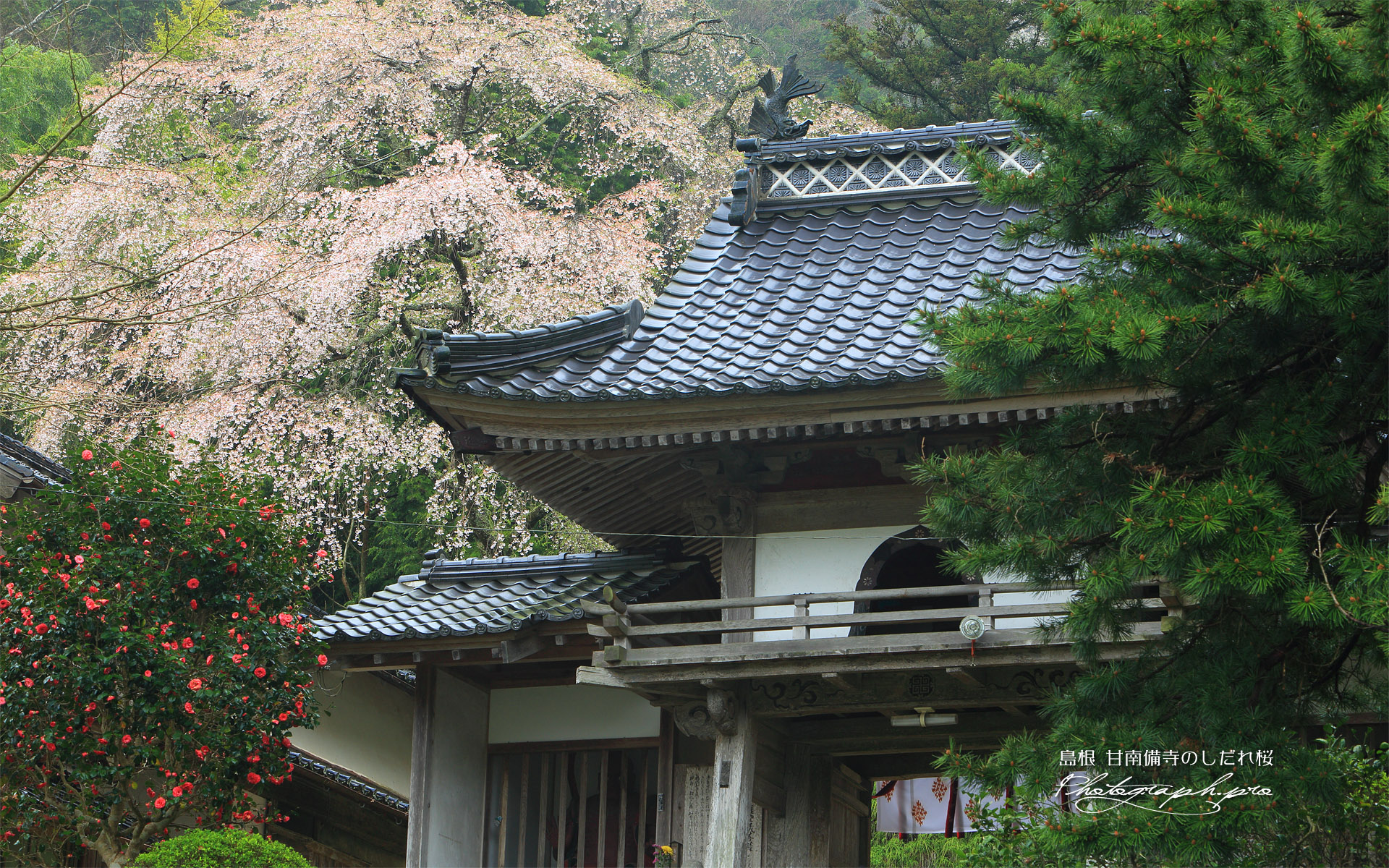 甘南備寺のしだれ桜