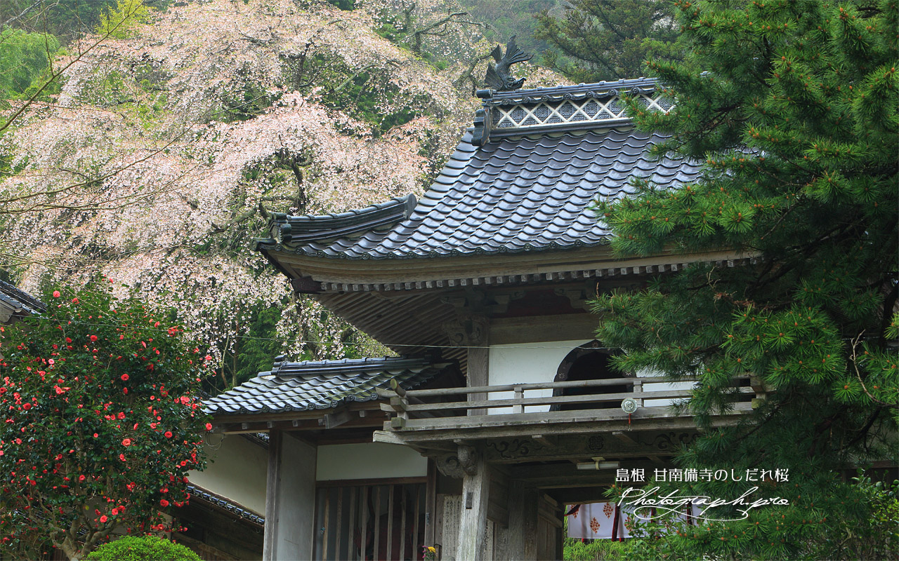 甘南備寺のしだれ桜 壁紙