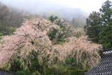 甘南備寺のしだれ桜