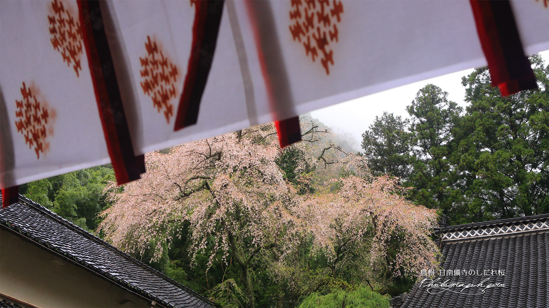 甘南備寺のシダレザクラ