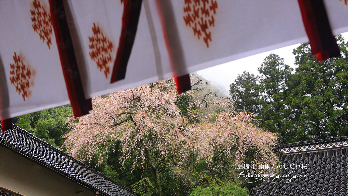 甘南備寺のシダレザクラ 壁紙