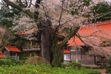 妙用寺の桜