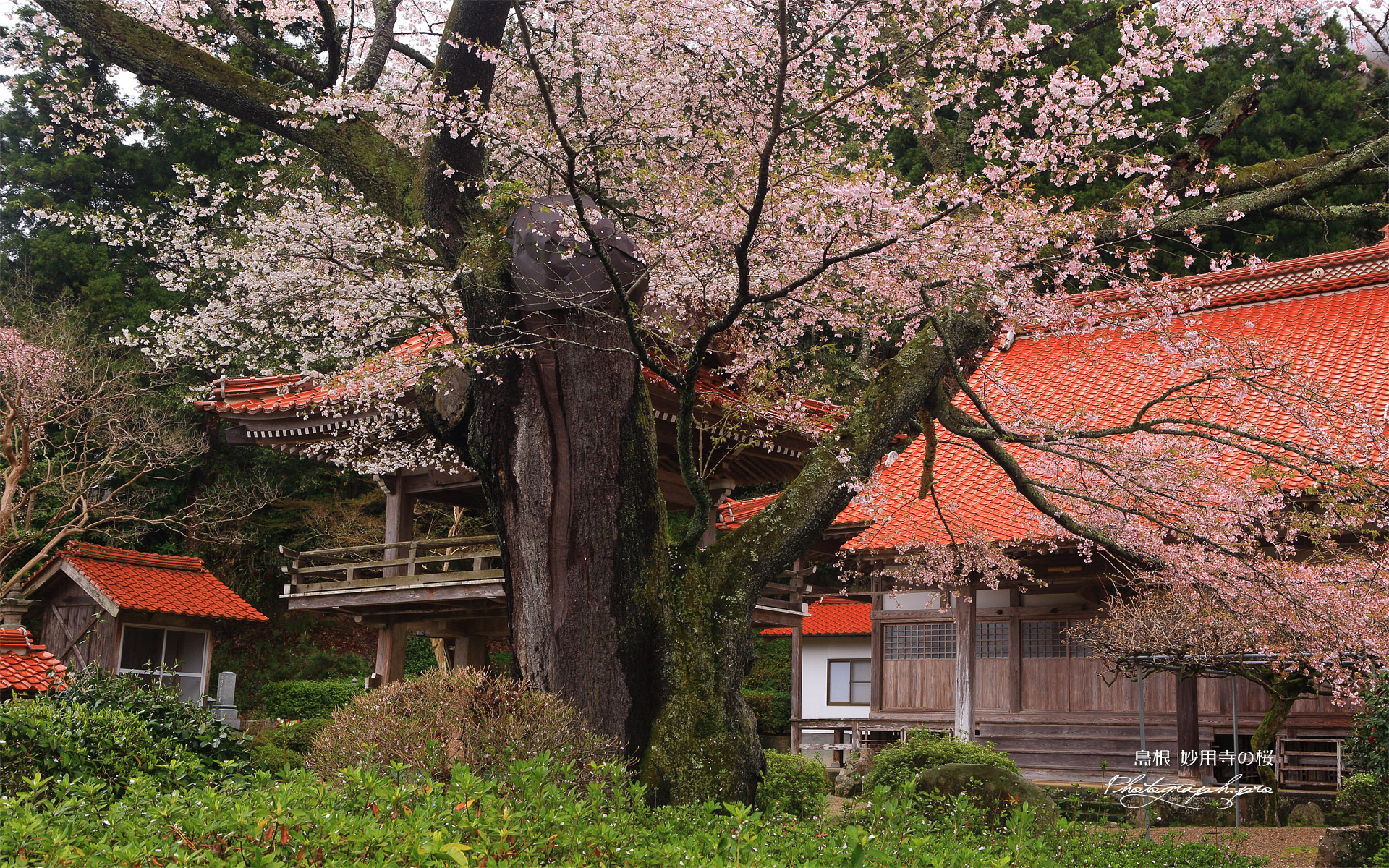 妙用寺の桜