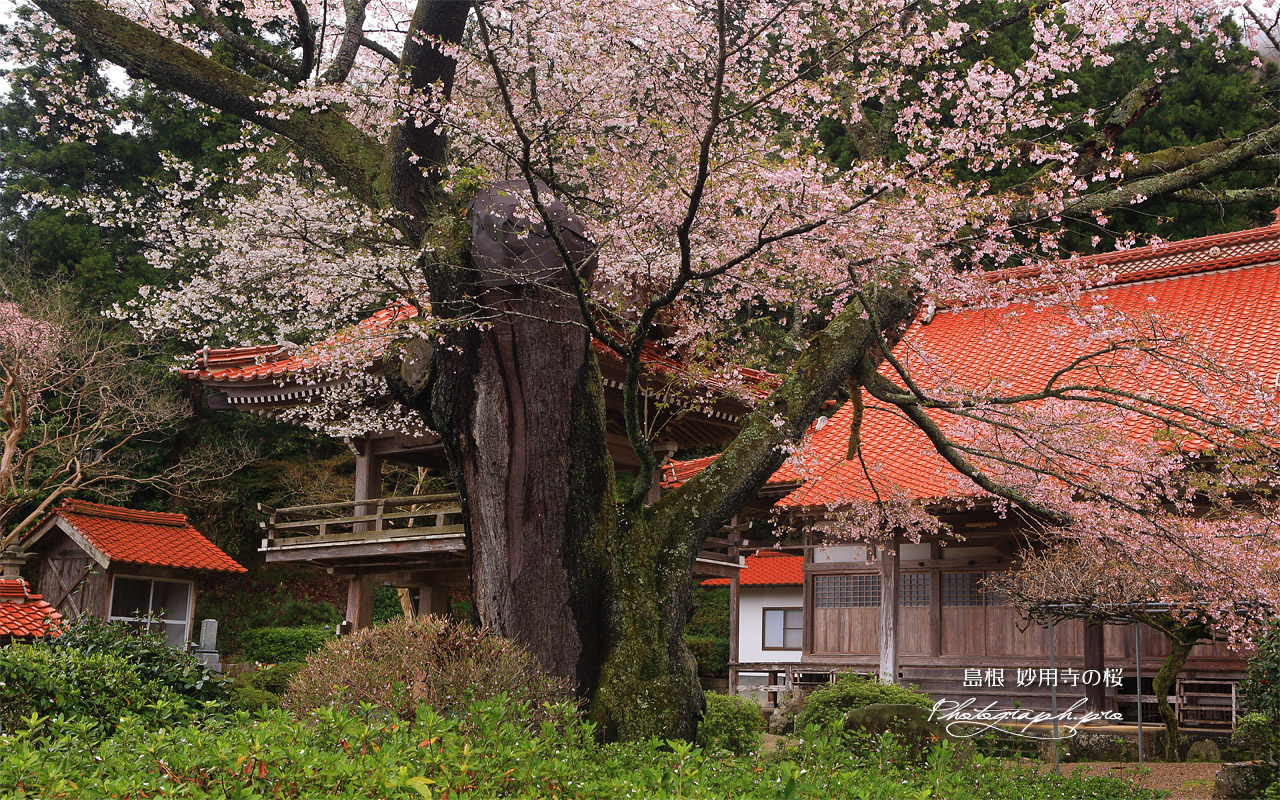 妙用寺の桜 壁紙