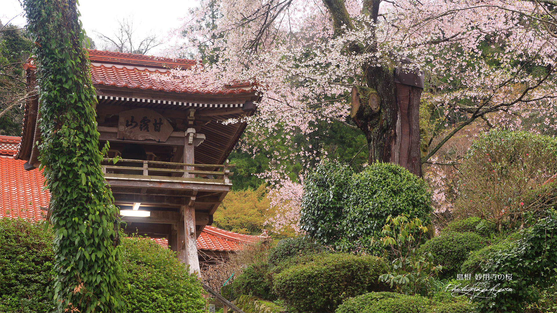 妙用寺の桜
