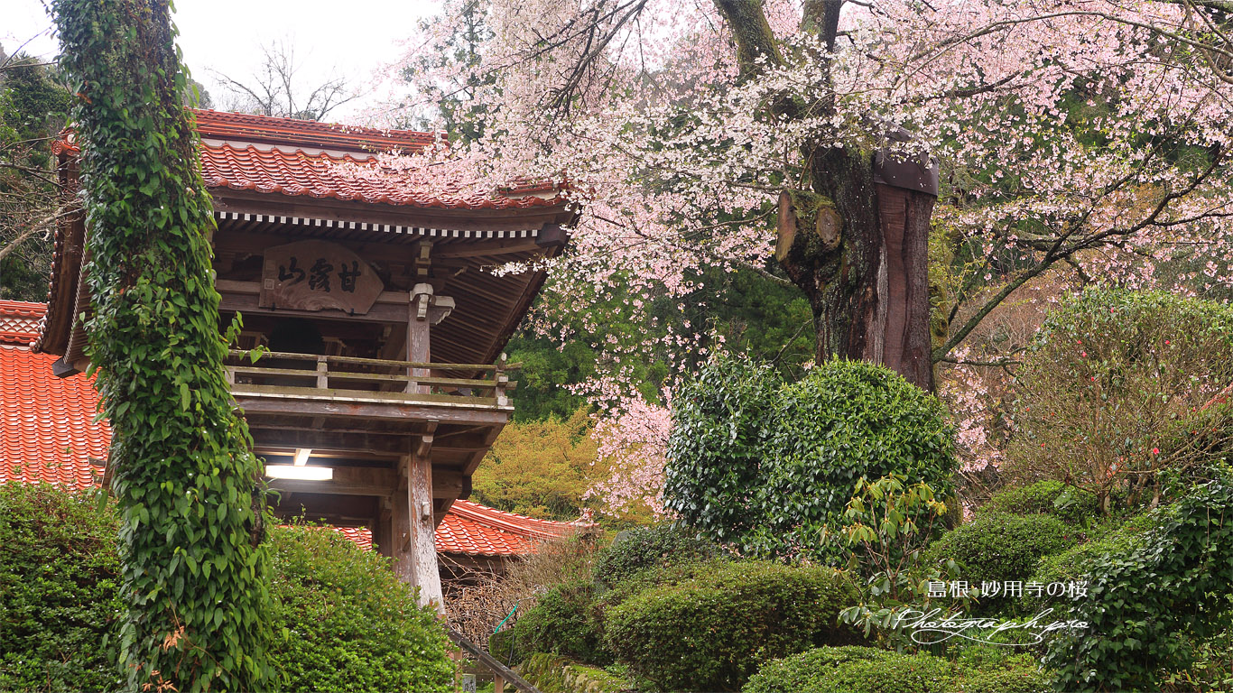 妙用寺の桜 壁紙