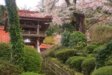 妙用寺の桜