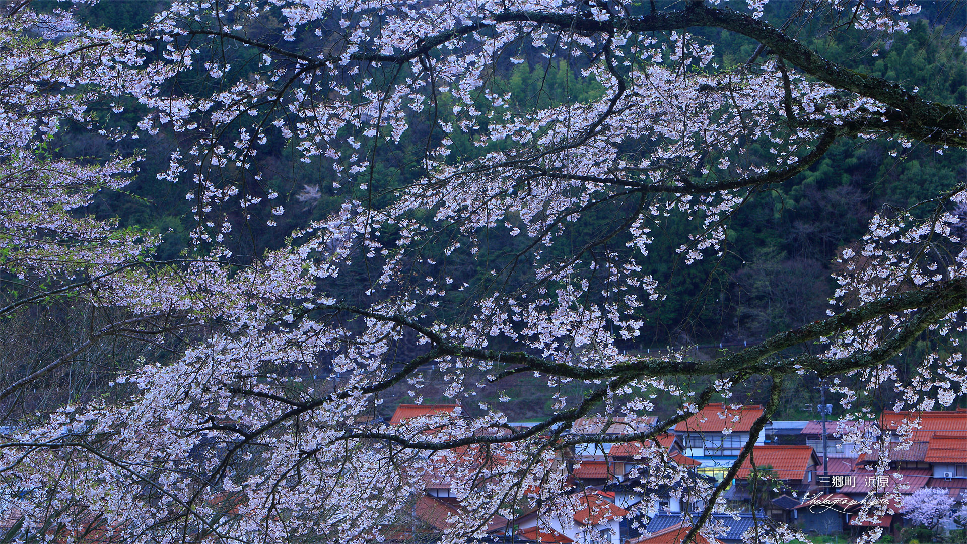 三郷町 妙用寺のしだれ桜