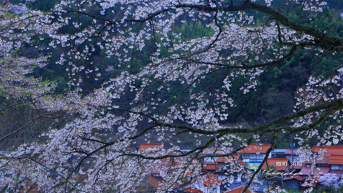 三郷町 妙用寺のしだれ桜 壁紙