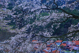 三郷町 妙用寺のしだれ桜