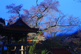 妙用寺の桜