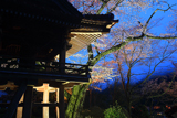妙用寺の桜
