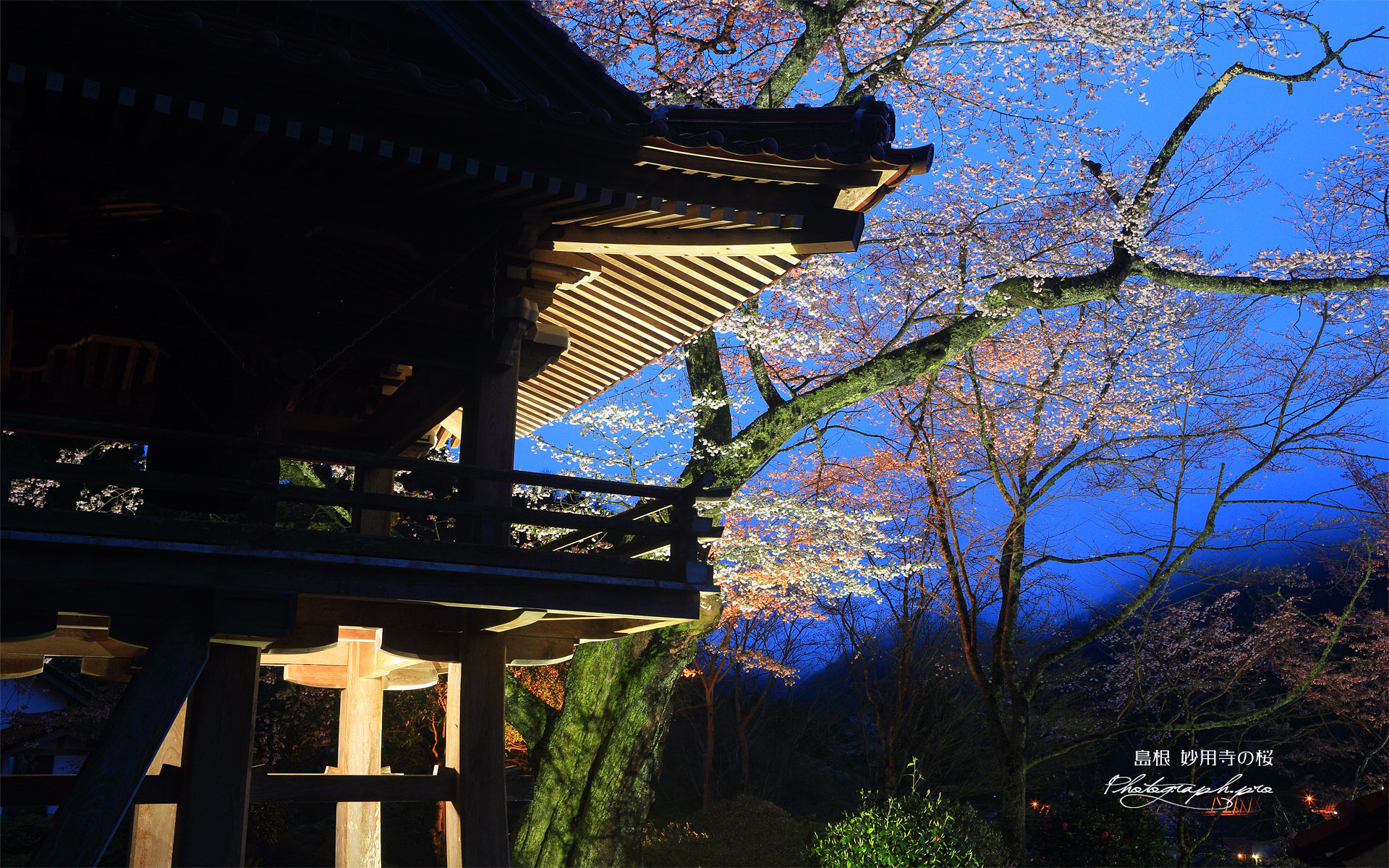 妙用寺の桜