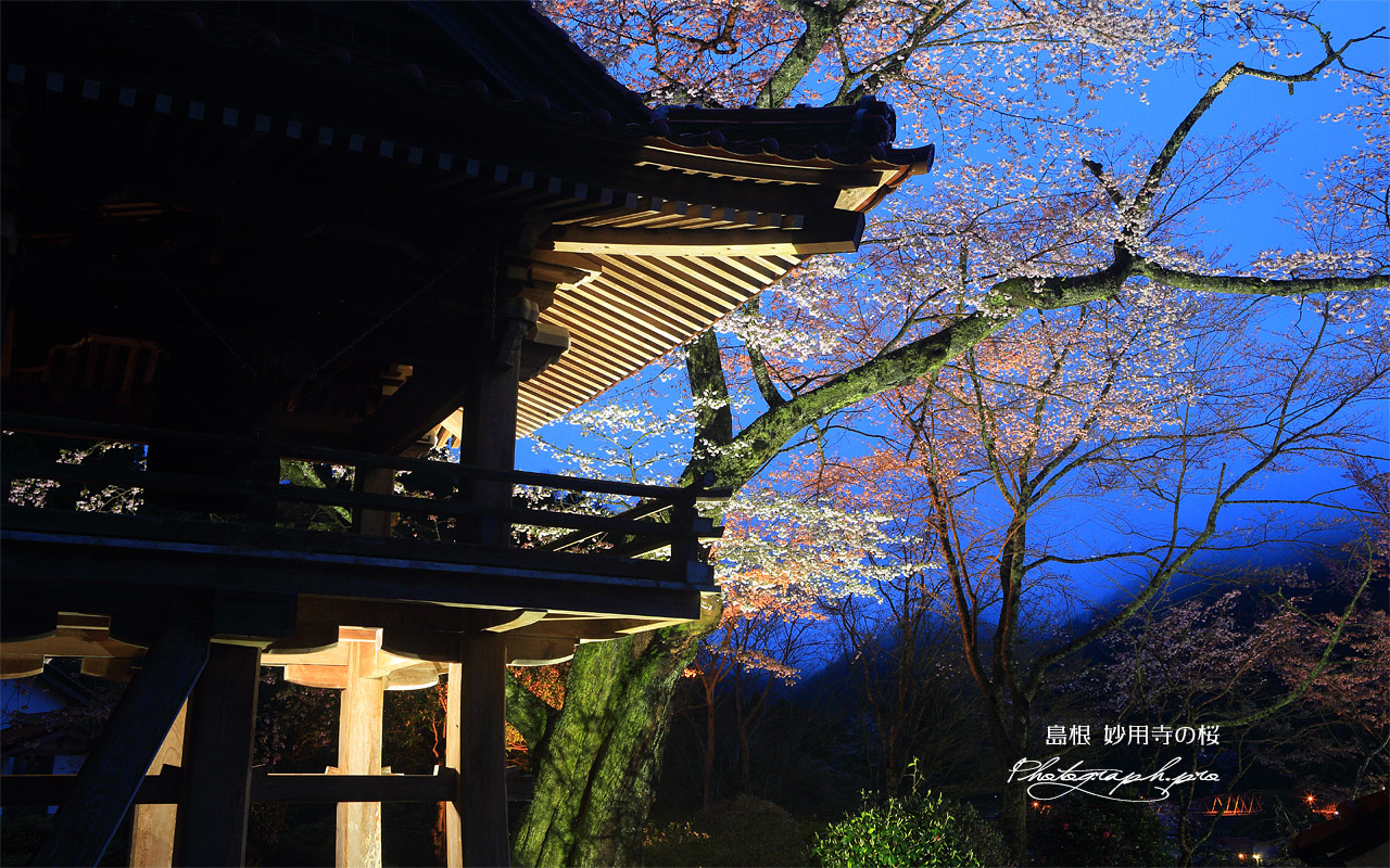 妙用寺の桜 壁紙