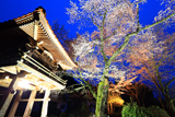 妙用寺の桜