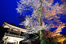 妙用寺の桜