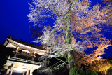 妙用寺の桜
