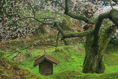 多久和御幸桜