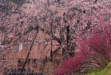 段部のしだれ桜