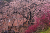 段部のしだれ桜
