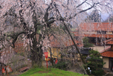 段部のしだれ桜