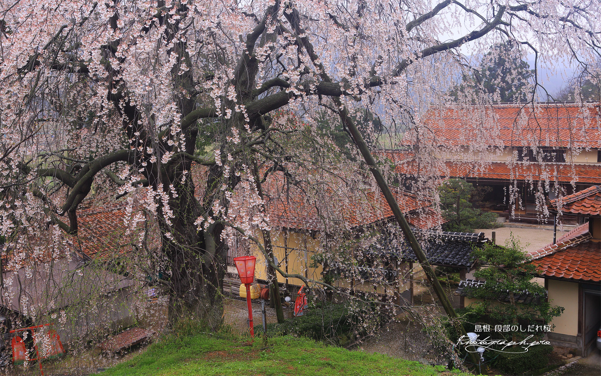 段部のしだれ桜