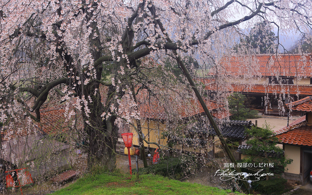 段部のしだれ桜 壁紙