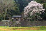 久古神社のサクラ
