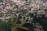 久古神社のサクラ