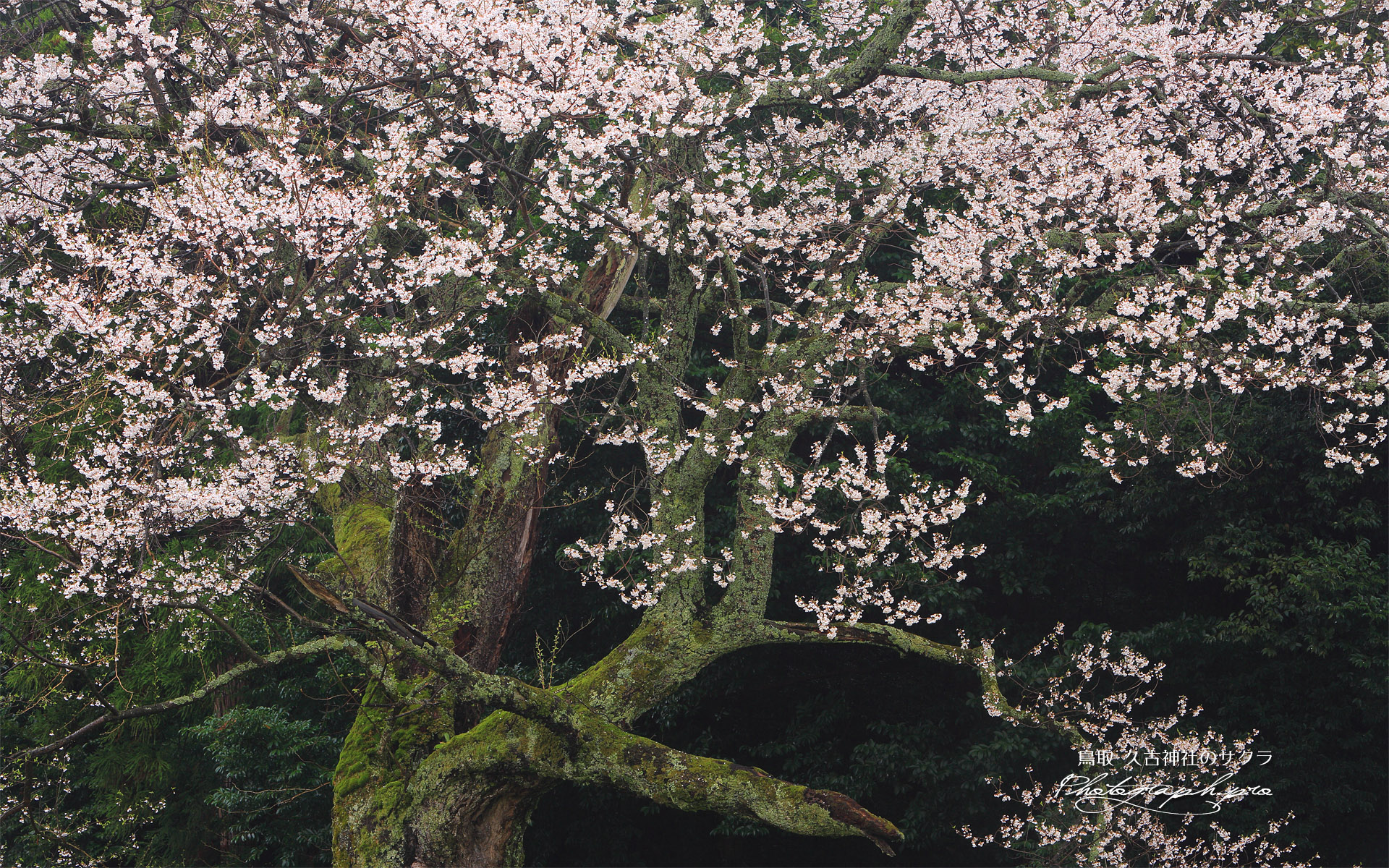 久古神社のサクラ