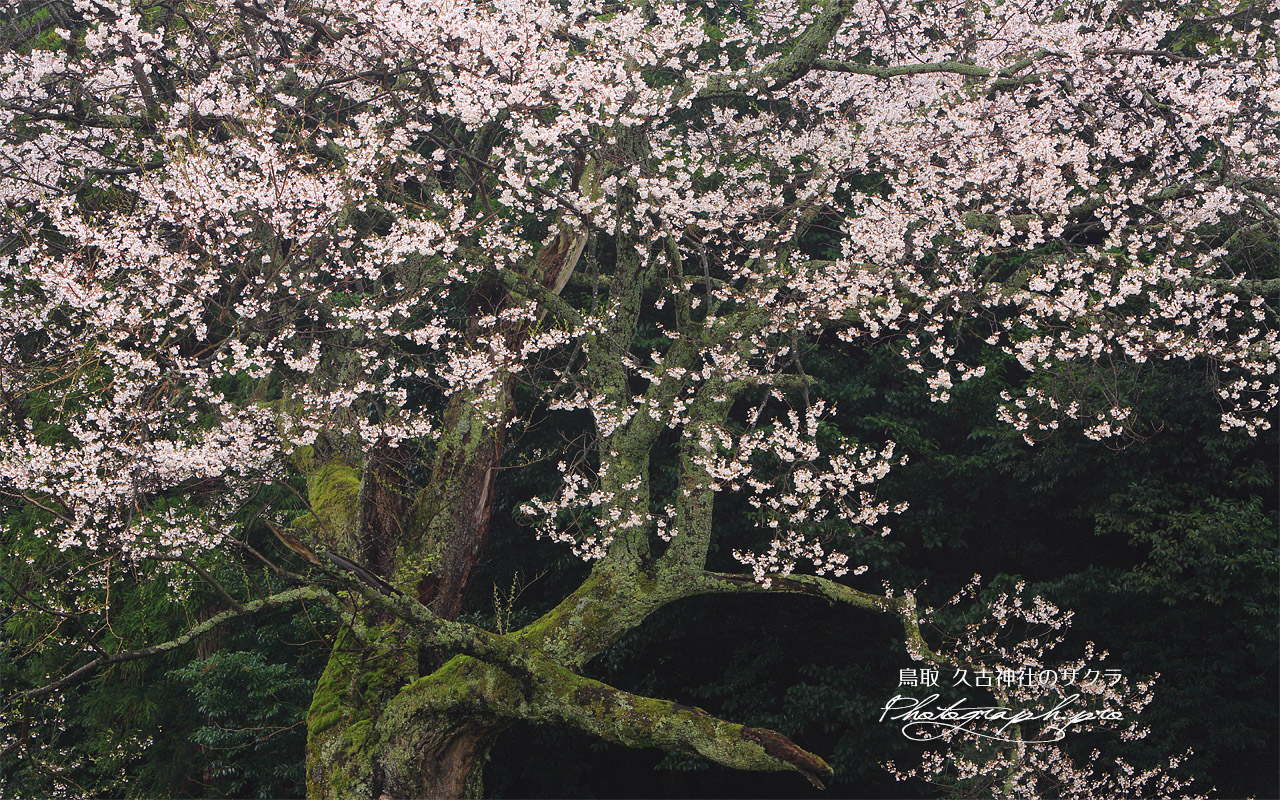 久古神社のサクラ 壁紙